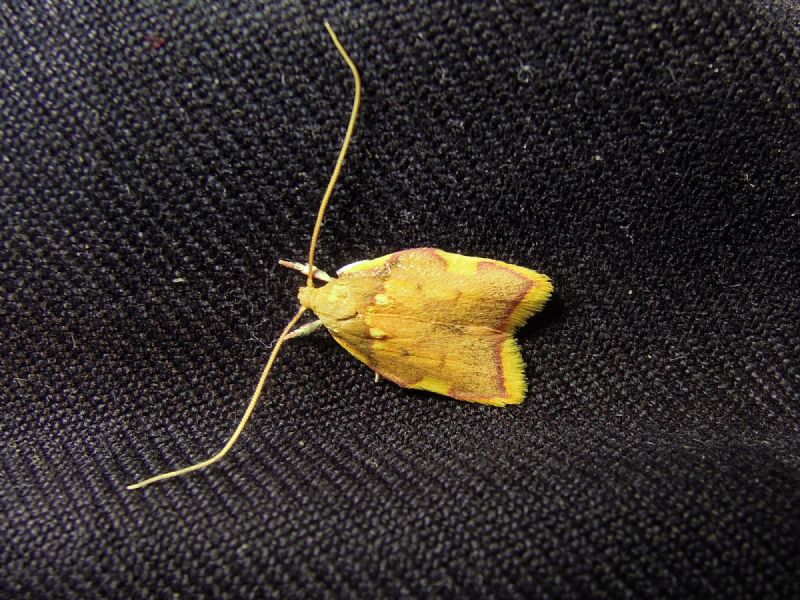 Carcina quercana -  Peleopodidae